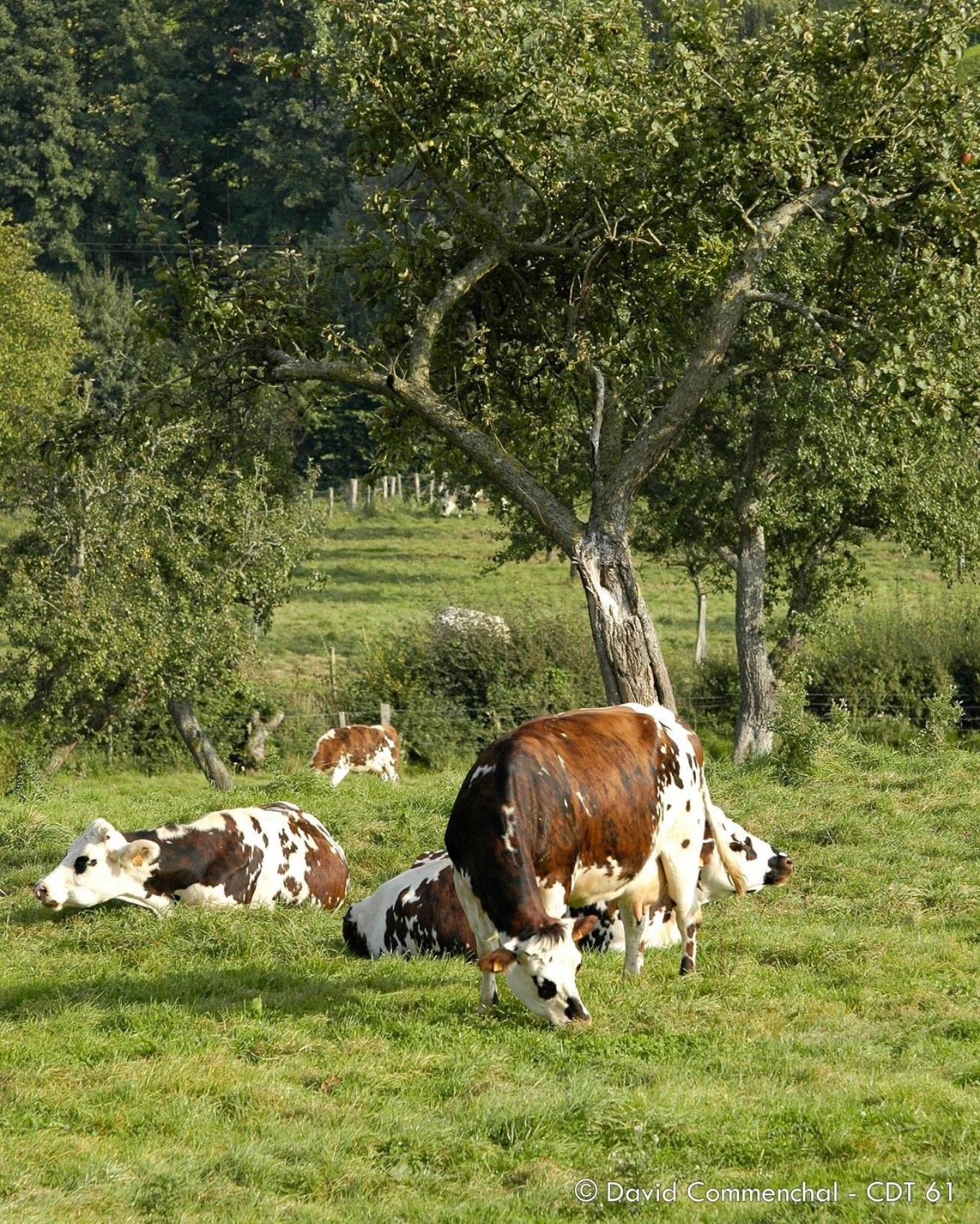 Gite Insolite "Le Coup De Foudre" Sa Vue Panoramique Vimoutiers Zewnętrze zdjęcie